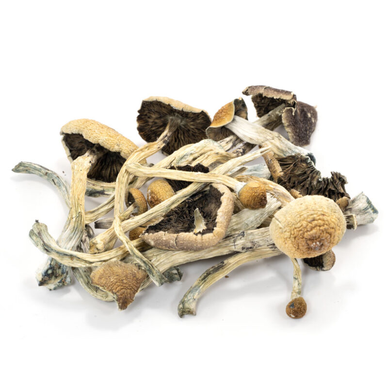 Amazonian Cubensis Magic Mushrooms