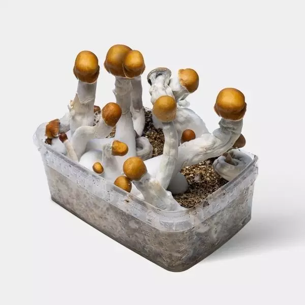 B+ Magic Mushrooms Grow Kit