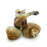 Buy Costa Rican Magic Mushrooms