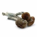 Buy Golden Teacher Magic Mushrooms