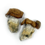 King Kong Magic Mushrooms