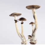 Buy Psilocybe Azurescens