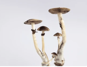 Buy Psilocybe Azurescens