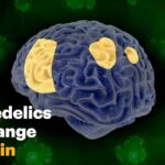 Psychedelics and Neuroplasticity